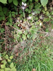 Heracleum sphondylium