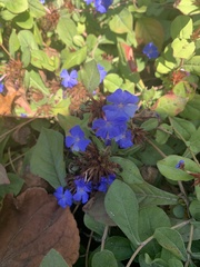 Ceratostigma plumbaginoides