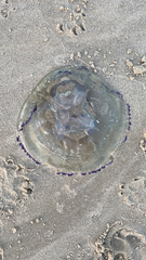 Rhizostoma pulmo