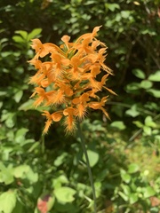 Platanthera ciliaris