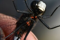 Arrenurus