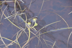 Sparganium hyperboreum