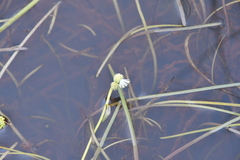 Sparganium hyperboreum