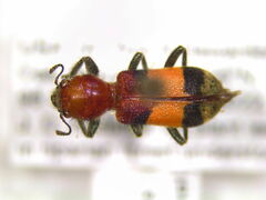 Enoclerus ichneumoneus