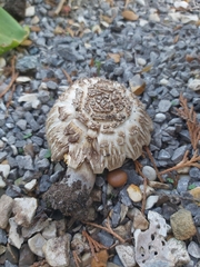 Chlorophyllum brunneum