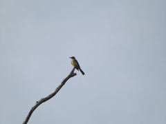 Tyrannus melancholicus