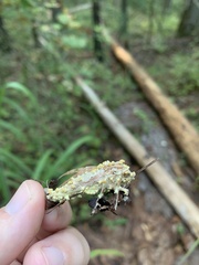 Akanthomyces tuberculatus