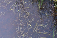 Sparganium hyperboreum