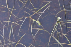 Sparganium hyperboreum