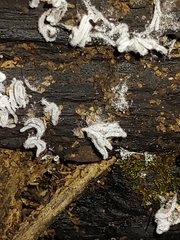 Xylaria hypoxylon