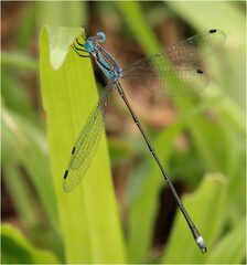 Lestes tenuatus