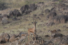 Gazella bennettii