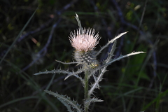 Cirsium hookerianum