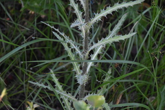 Cirsium hookerianum