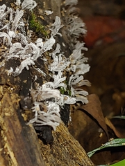 Xylaria hypoxylon