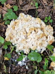 Ductifera pululahuana