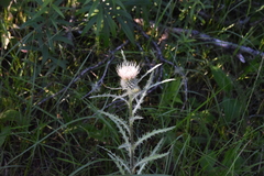 Cirsium hookerianum