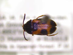 Mycetophagus punctatus