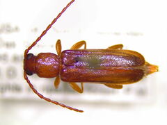 Smodicum cucujiforme