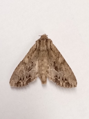 Apamea monoglypha