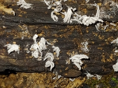 Xylaria hypoxylon