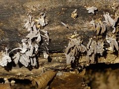 Xylaria hypoxylon