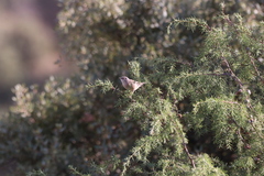 Curruca iberiae