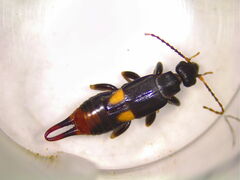 Marava arachidis