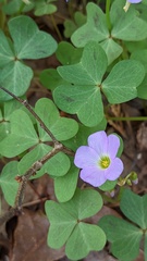 Oxalis violacea