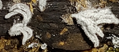 Xylaria hypoxylon