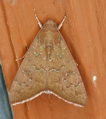 Anomis illita