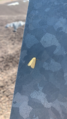 Pareuchaetes insulata