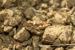 Acrotylus insubricus