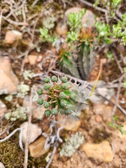 Euphorbia nesemannii