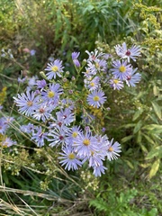 Symphyotrichum novi-belgii