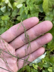 Poa palustris