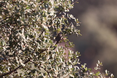 Curruca iberiae