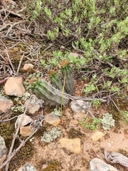 Euphorbia nesemannii