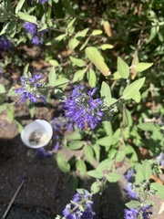 Caryopteris