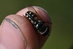 Sericomyia lata