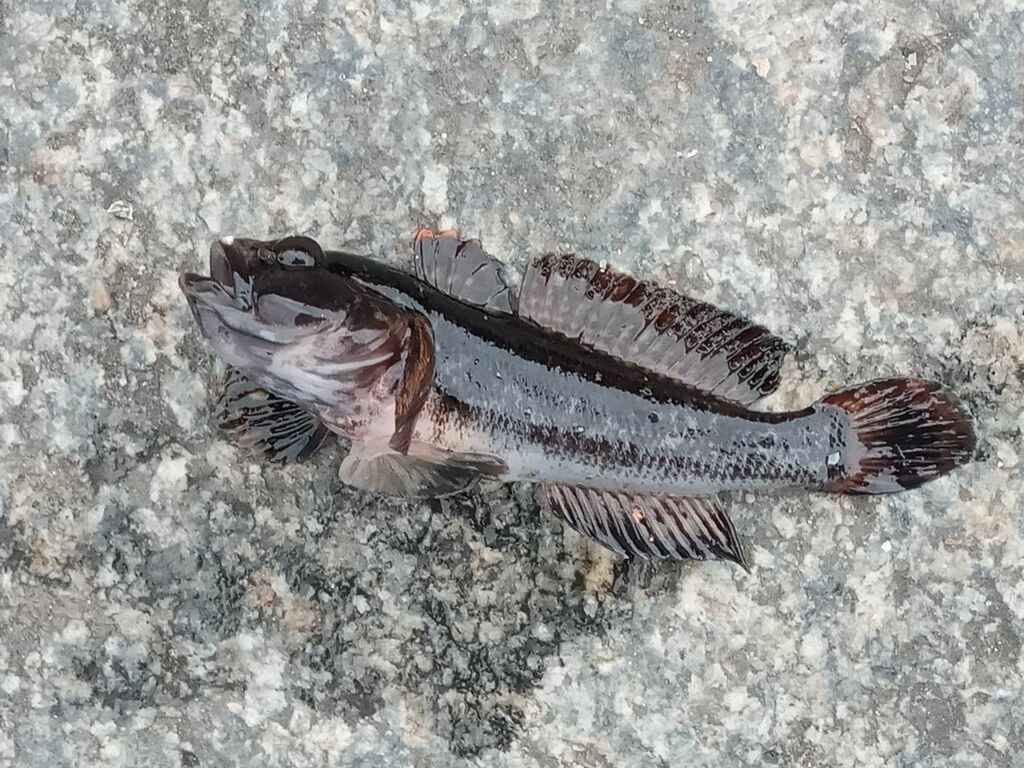 Caspian ratan goby (Ponticola ratan) — Gobiidae
