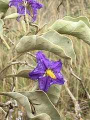 Solanum lycocarpum