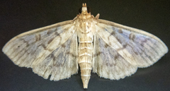 Herpetogramma aquilonalis