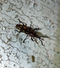 Arrhenodini