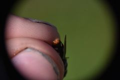 Sericomyia lata