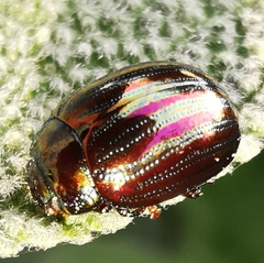 Chrysolina americana