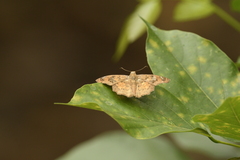 Caprona ransonnettii