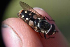 Sericomyia lata