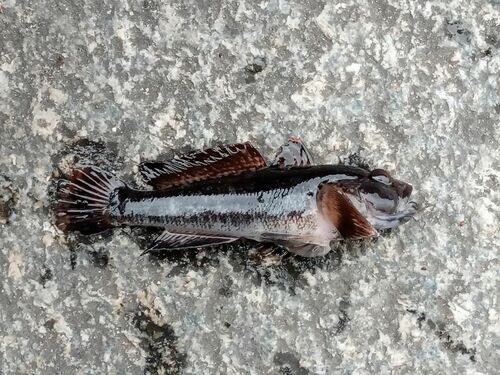 Caspian ratan goby (Ponticola ratan) — Gobiidae — 4