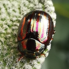 Chrysolina americana